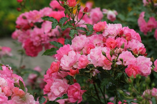 Avis robot piscine sans fil : ce qu'il faut savoir avant d'acheter